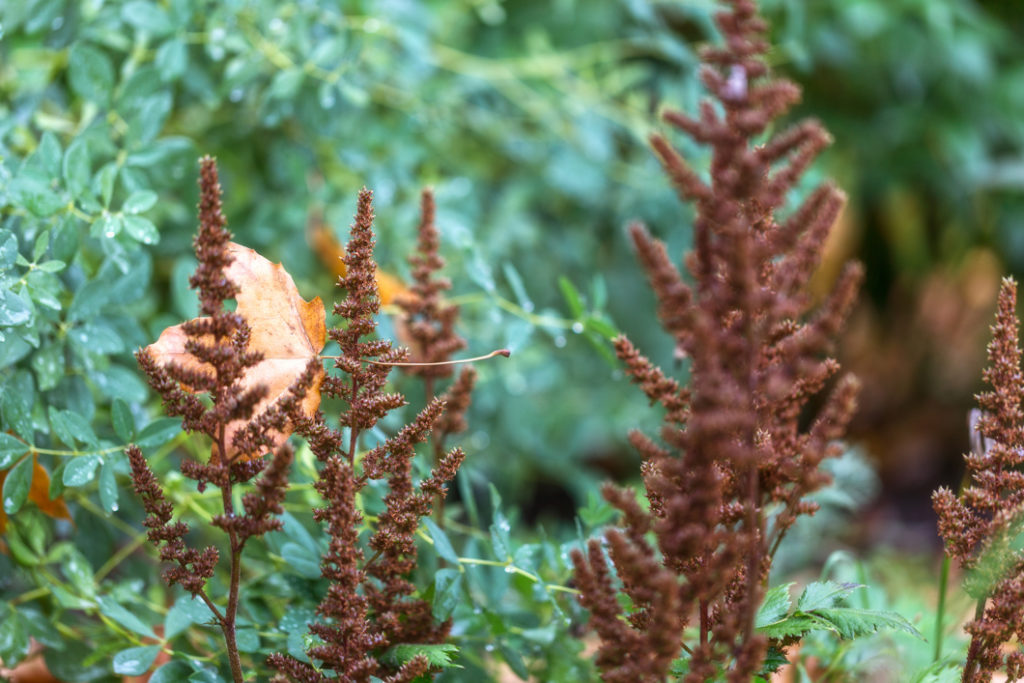 Astilbe Leaves Turning Brown