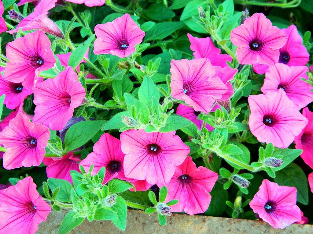 Sky petunia headliner