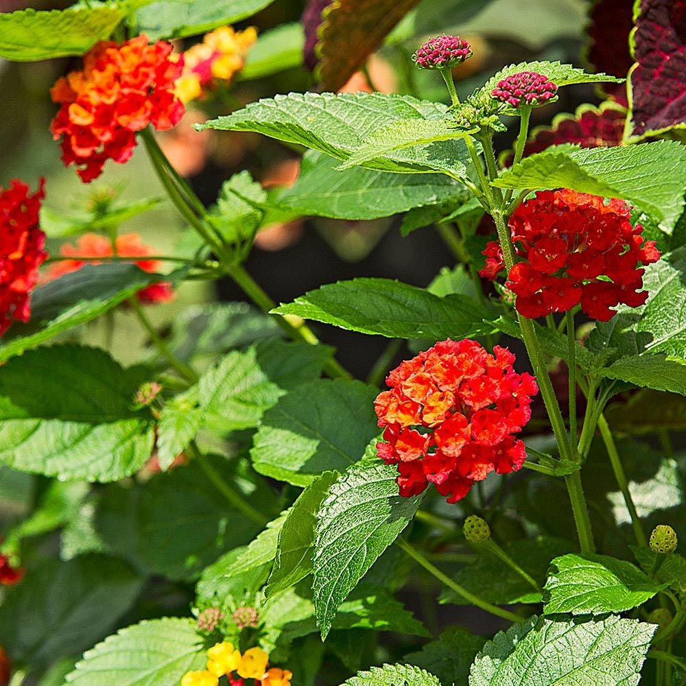 Lantana Hardiness Zone 7