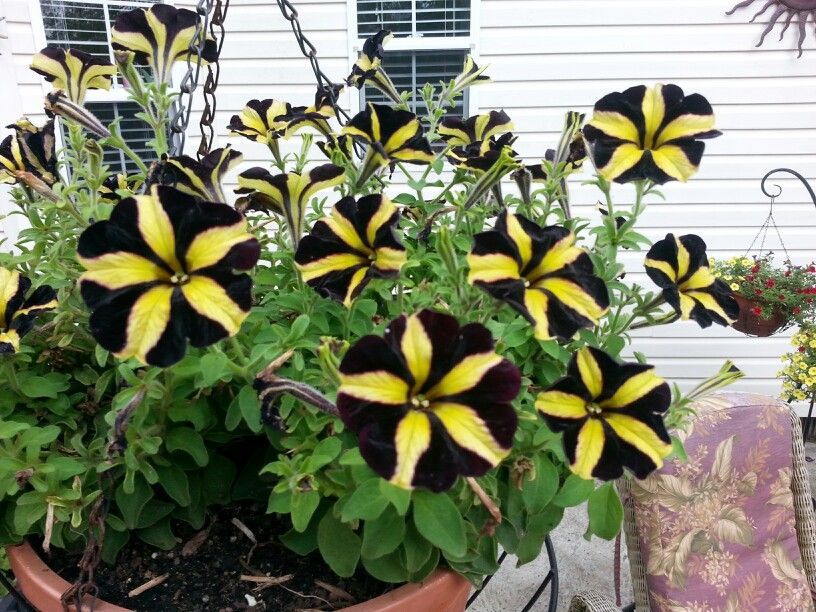 Black And Yellow Petunias
