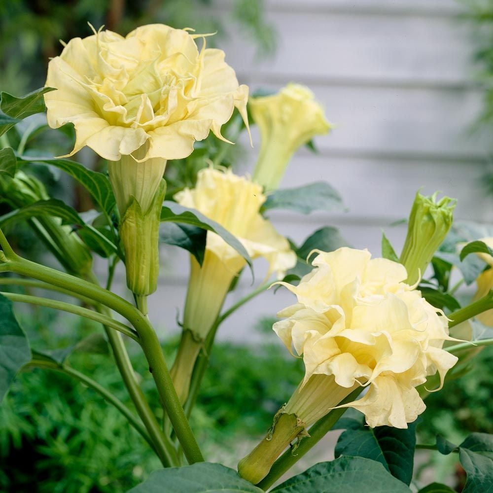Datura Ballerina Yellow