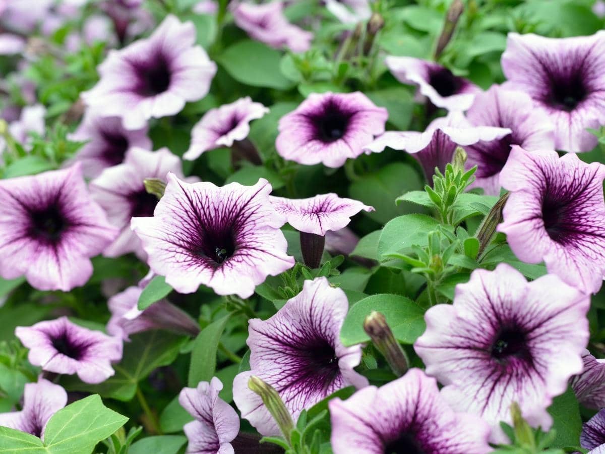 Low Temperature For Petunias