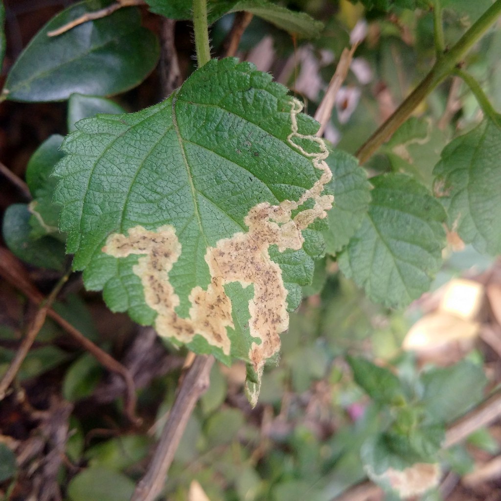 Leaf Lantana Diseases Pictures