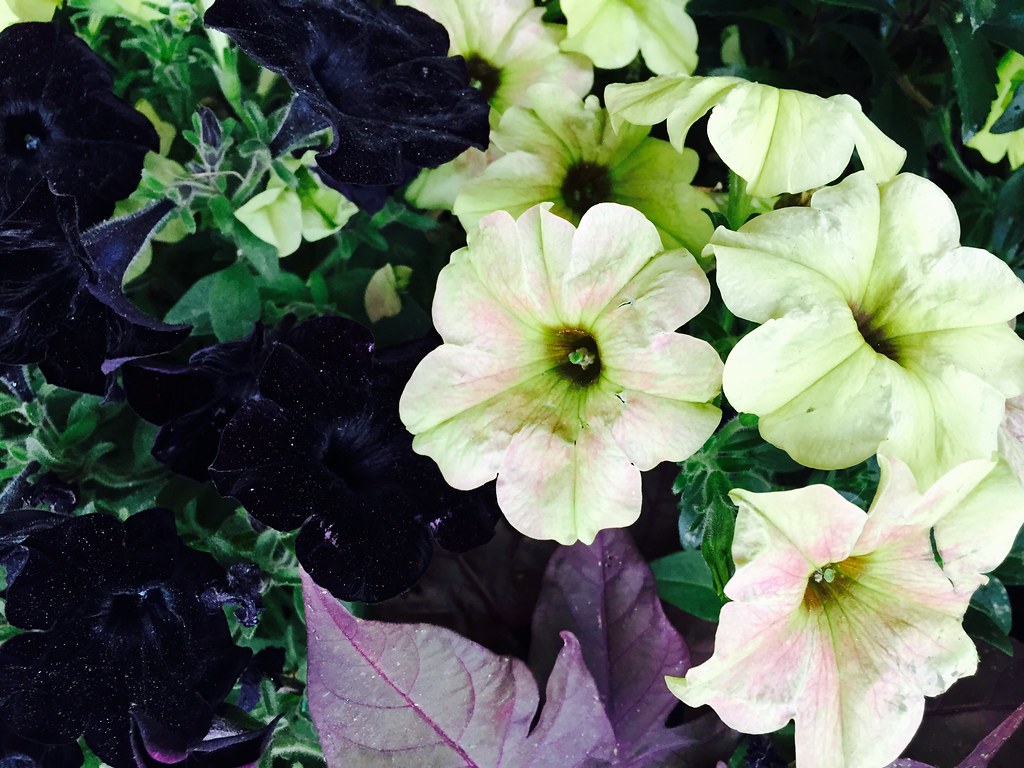 Petunia sugarcreekgardens double 150mm goodies petunias fullsize