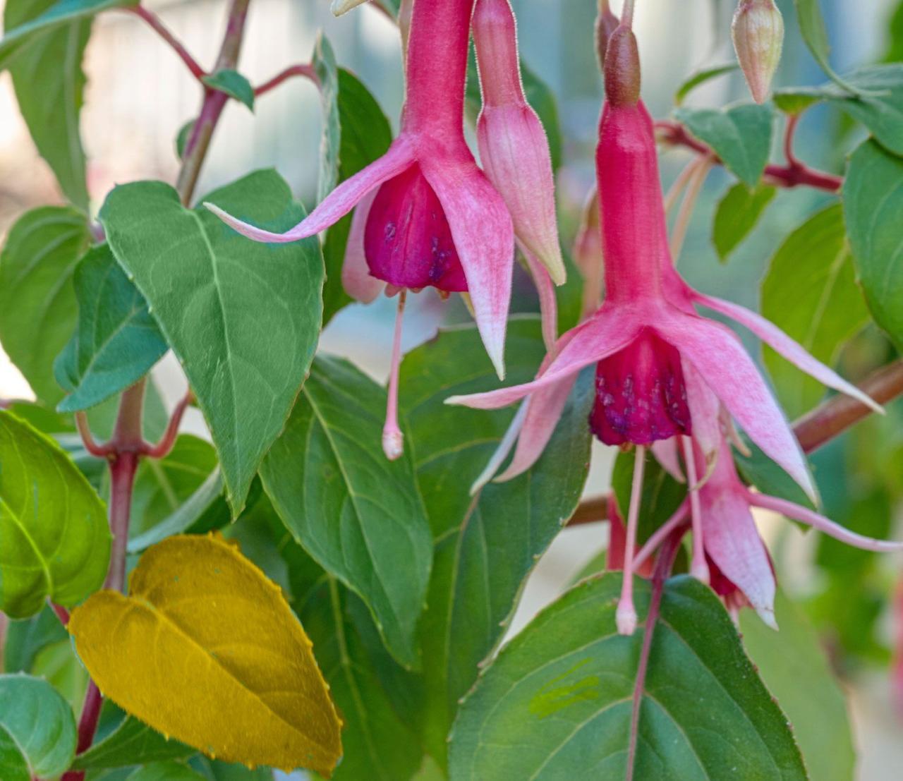 Why Are My Fuchsia Leaves Turning Yellow