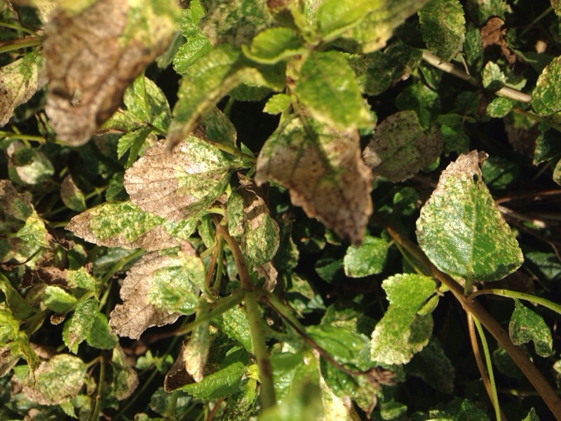 Lantana Diseases Pictures