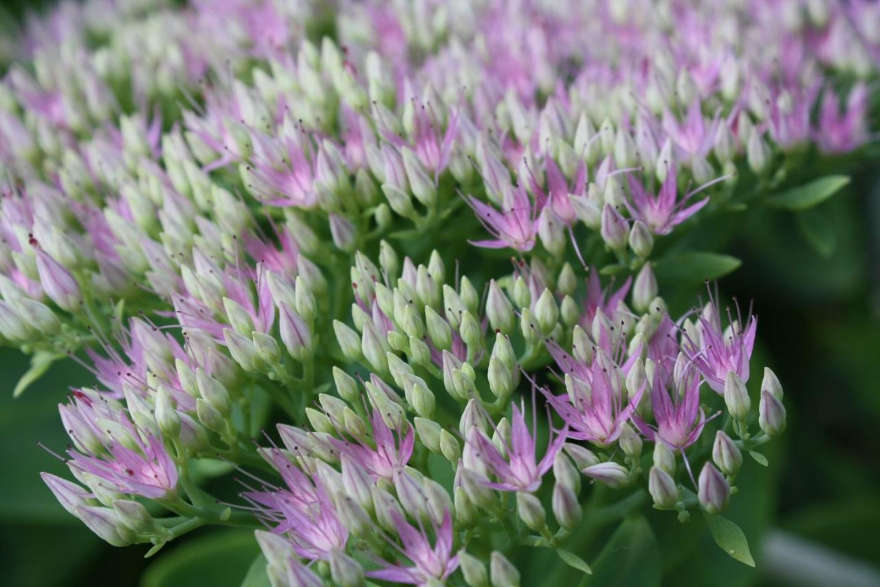 Low Growing Perennials For Full Sun