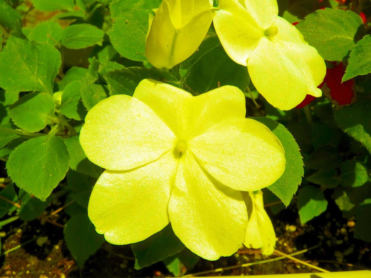 Are There Yellow Impatiens