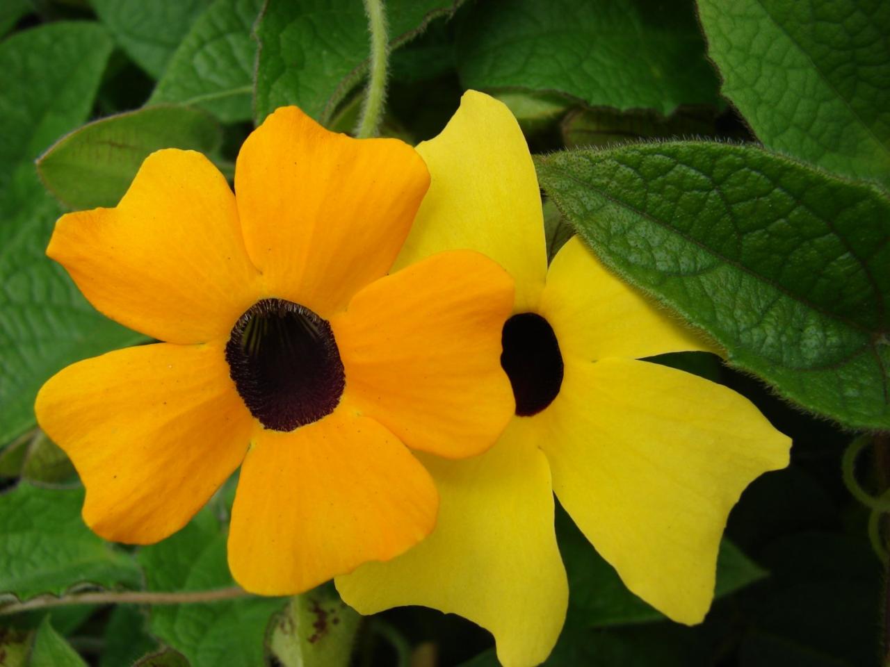 Yellow Black Eyed Susan