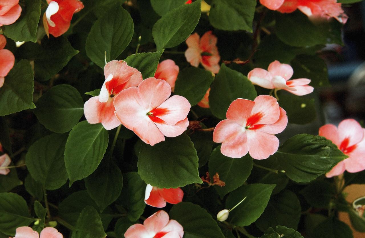Impatiens shade spruce
