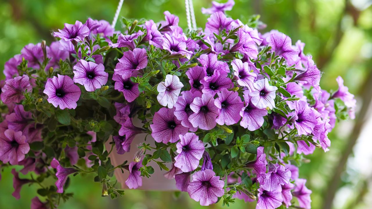 Petunias annuals