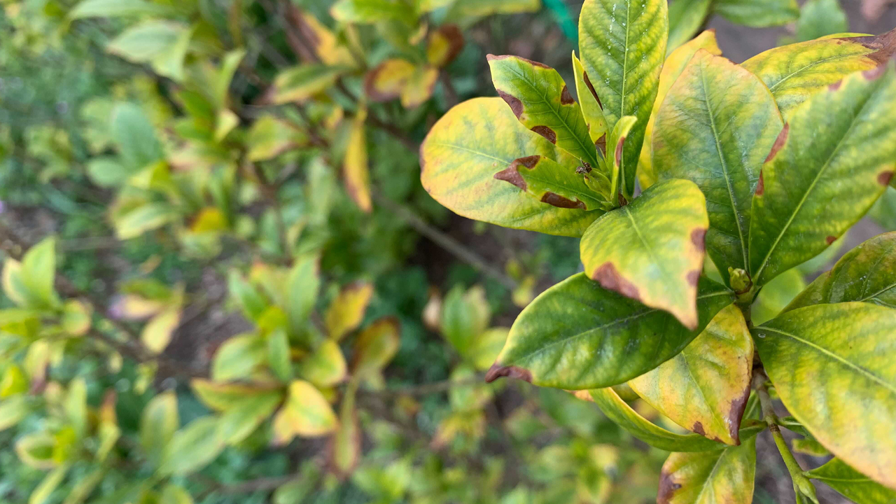 Leaves yellow gardenia plant why yellowing plants gardendrum has bush got turning gardenias indoor flower garden problem saved article