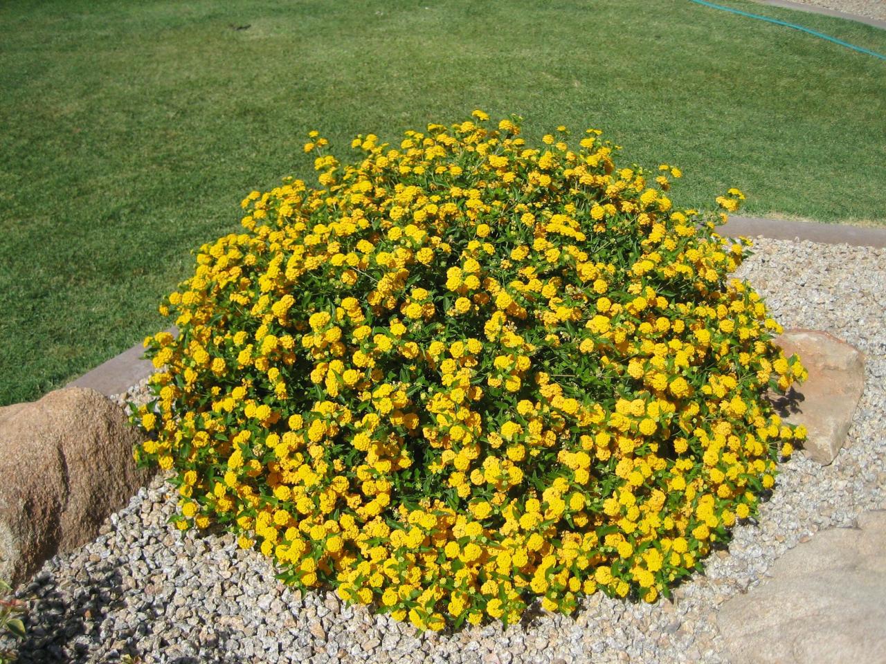 Landscaping Yellow Lantana