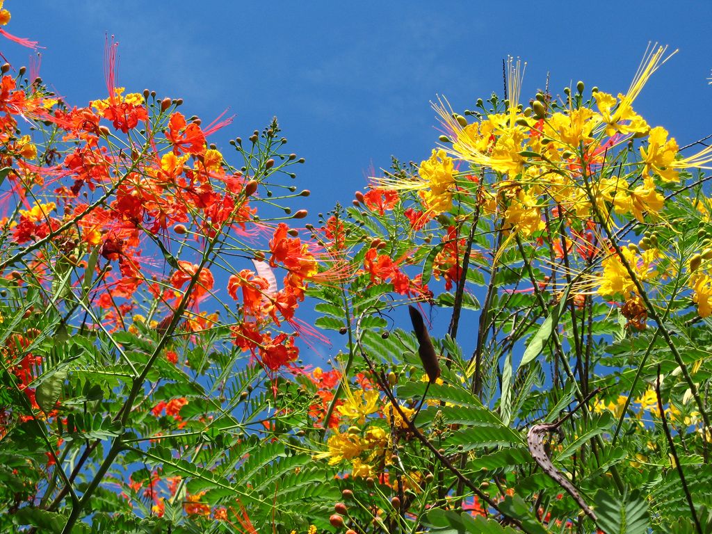 Paradise bird yellow trees flower red stamens