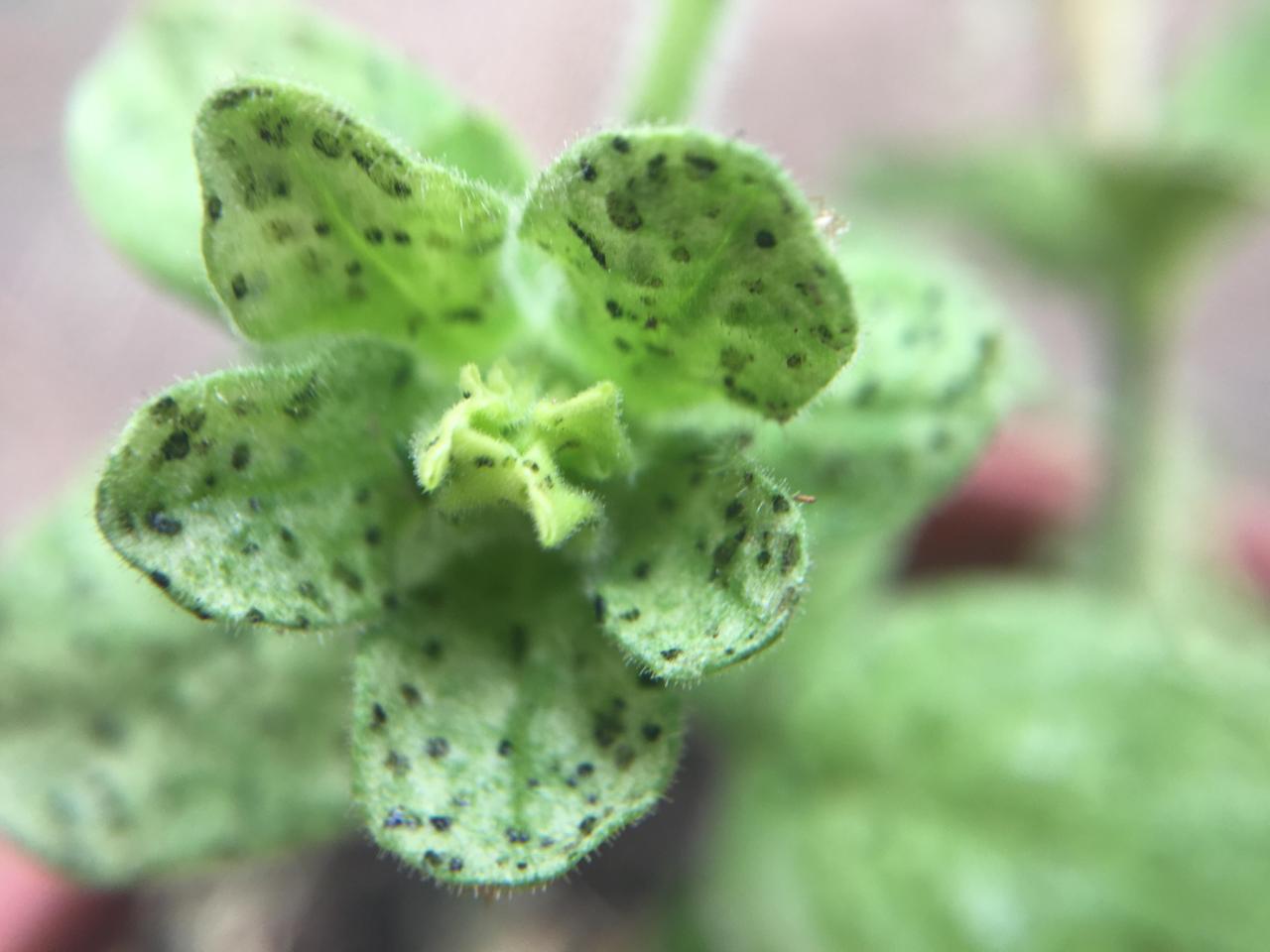 Petunias pests whiteflies damage