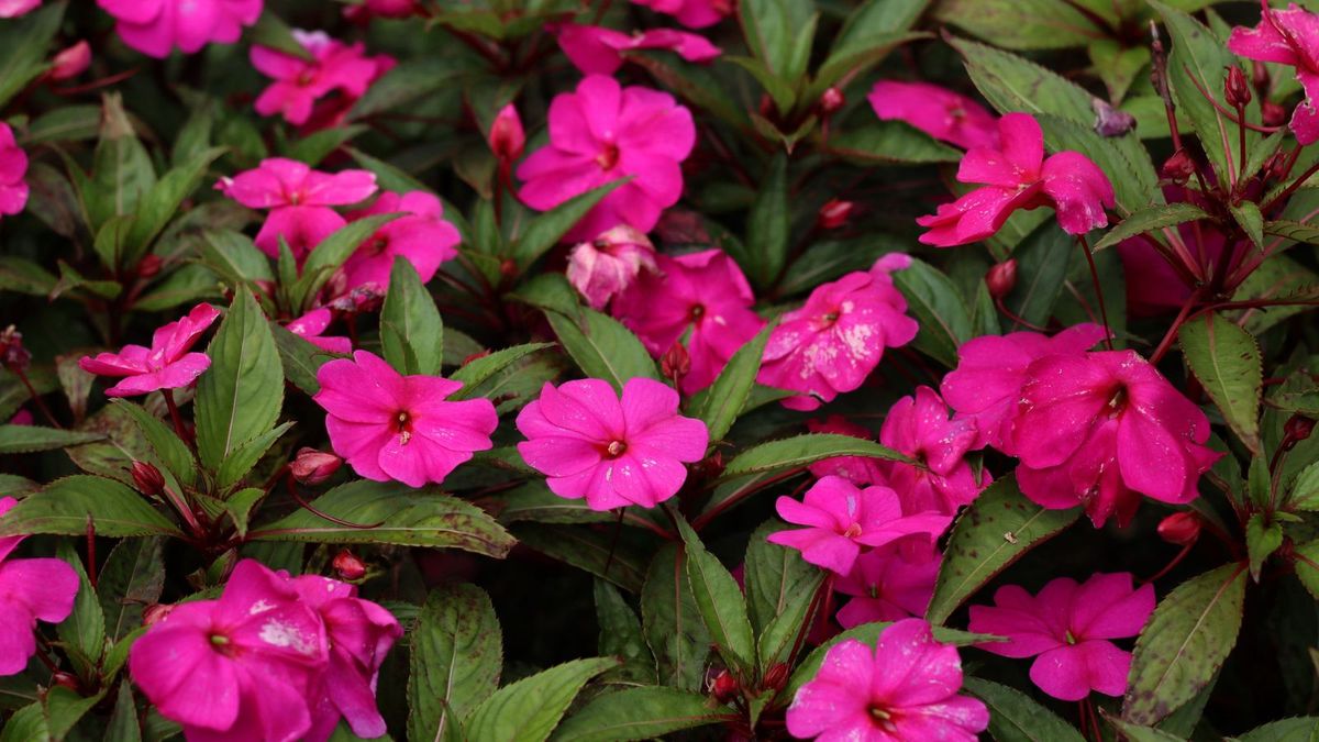 Impatiens Leaves Turn Yellow