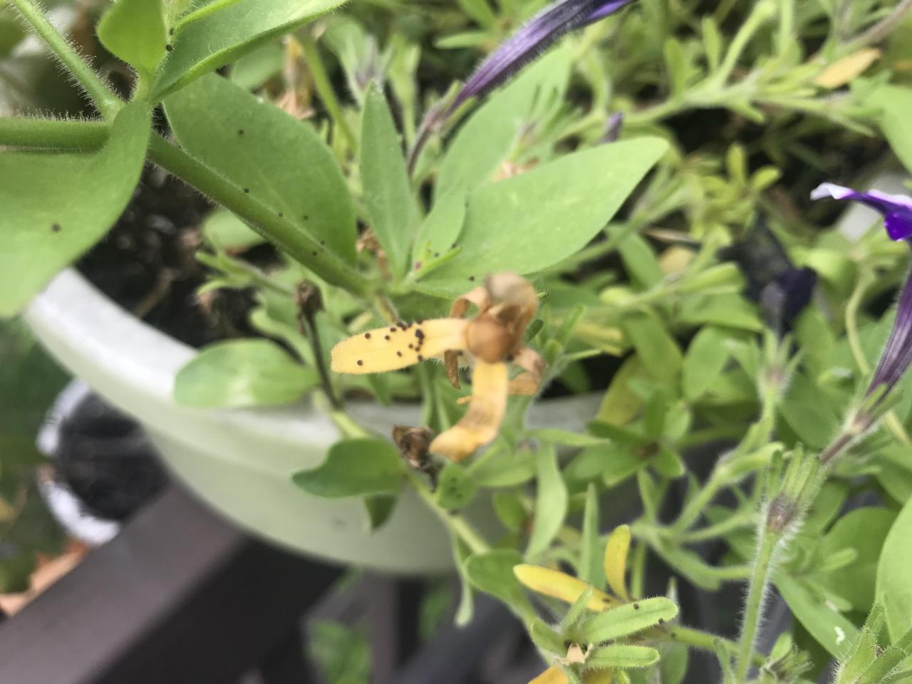 Little Black Spots On Petunias