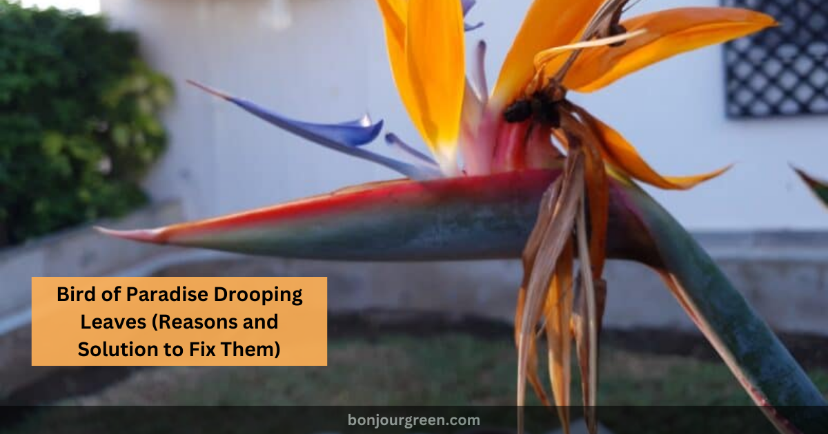 Why Is My Bird Of Paradise Drooping