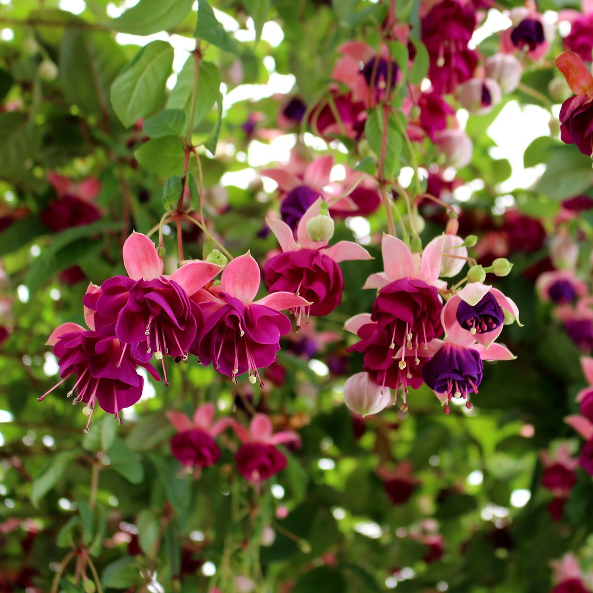 Fuchsia genii grow
