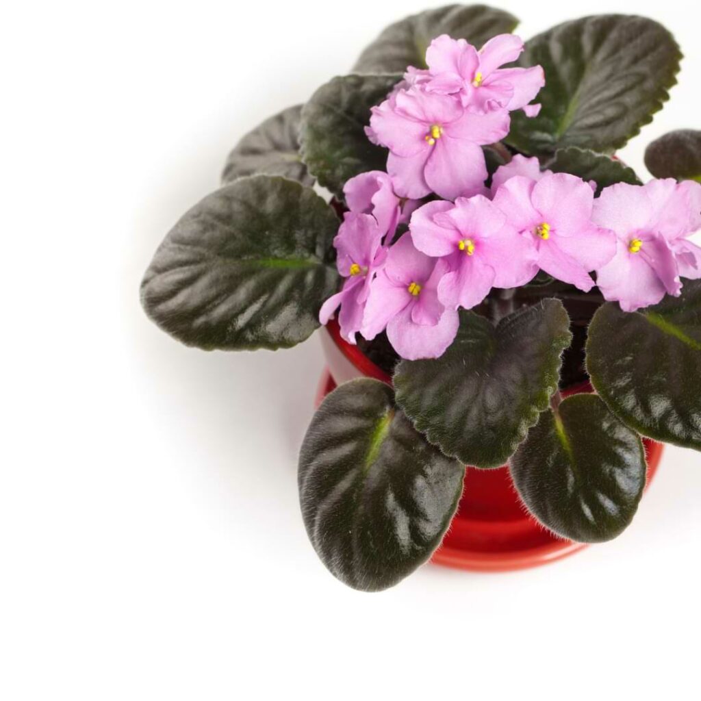 African Violet Leaves Wilting