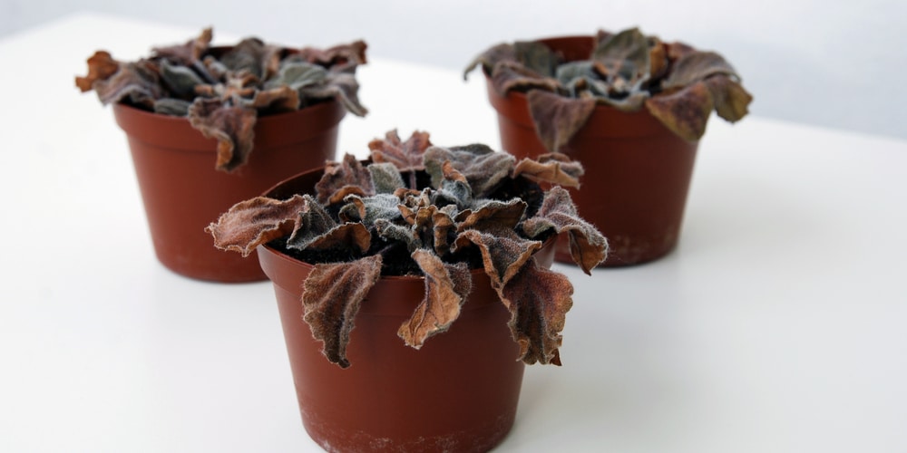 African Violet Leaves Wilting