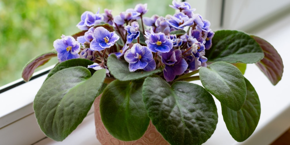 African Violet Wilted Leaves