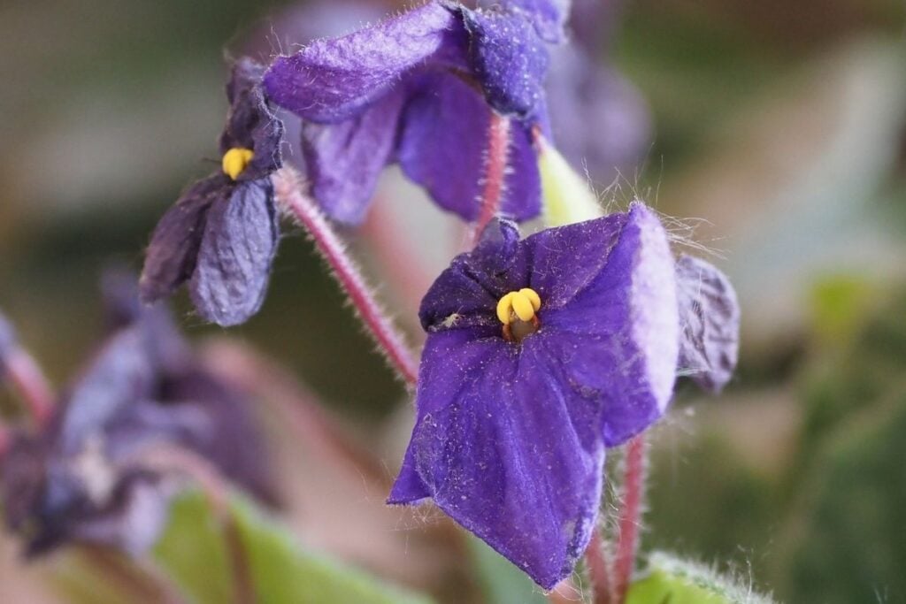 Droopy African Violet