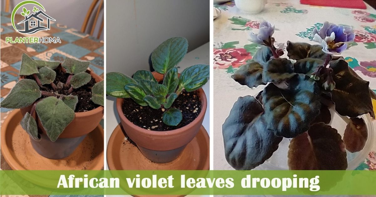 Droopy African Violet Leaves