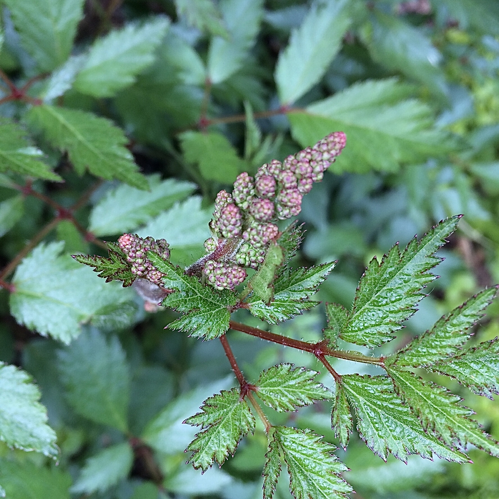 Astilbe Leaves Curling