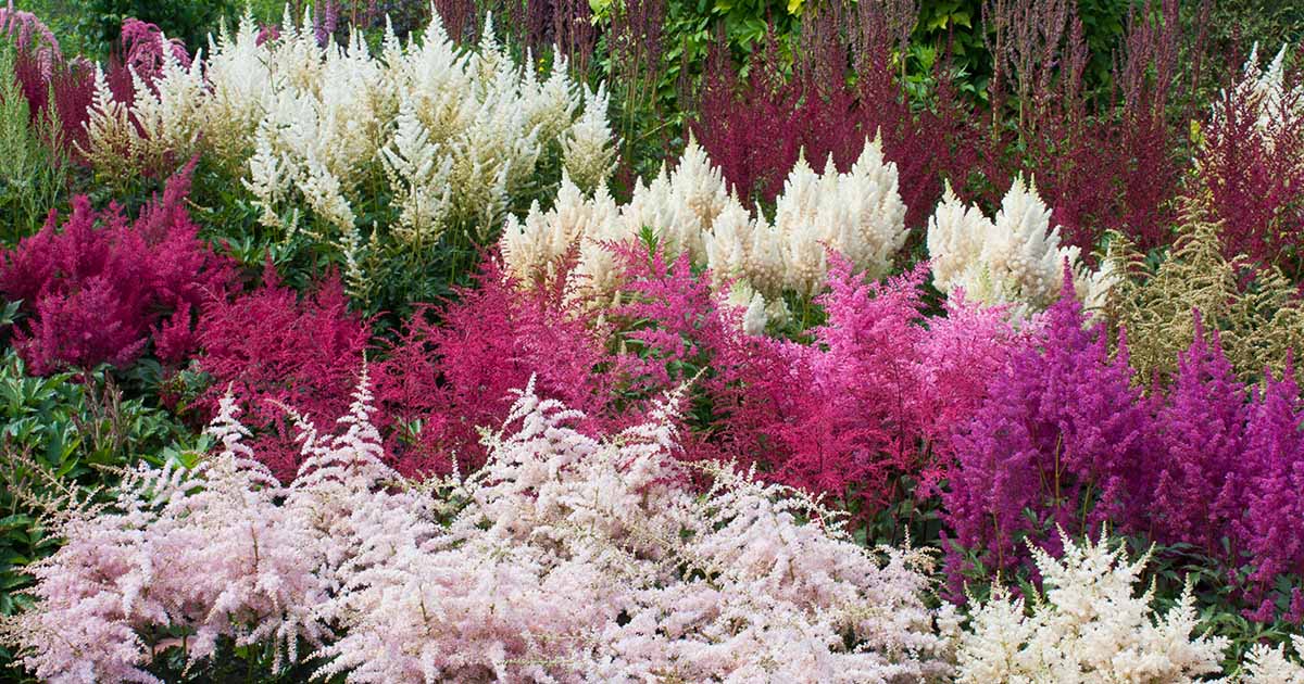 Astilbe soul chinensis chinese astible planets plumeau