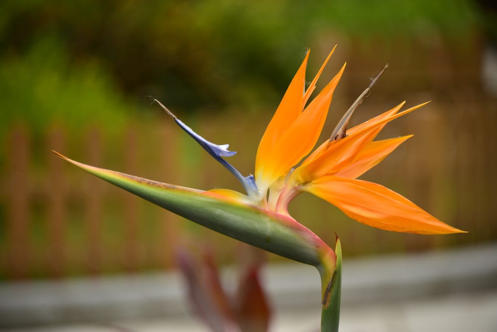 Brown Edges On Bird Of Paradise