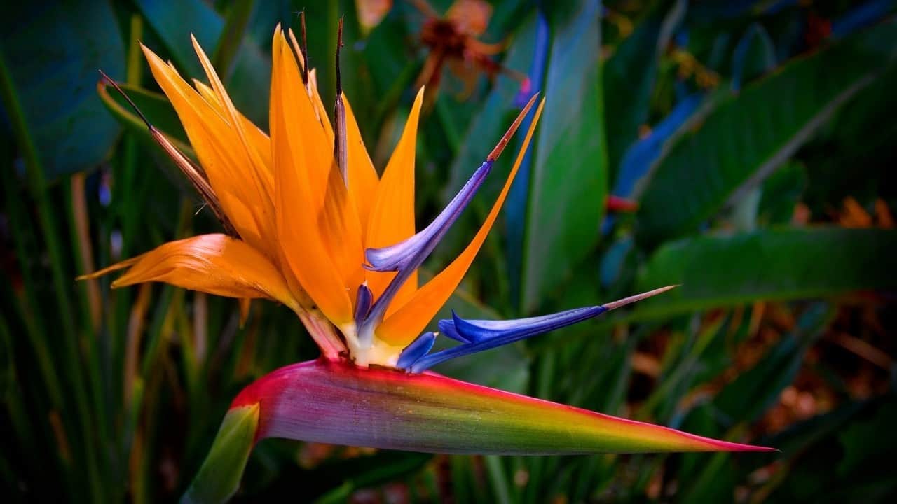 Brown Edges On Bird Of Paradise