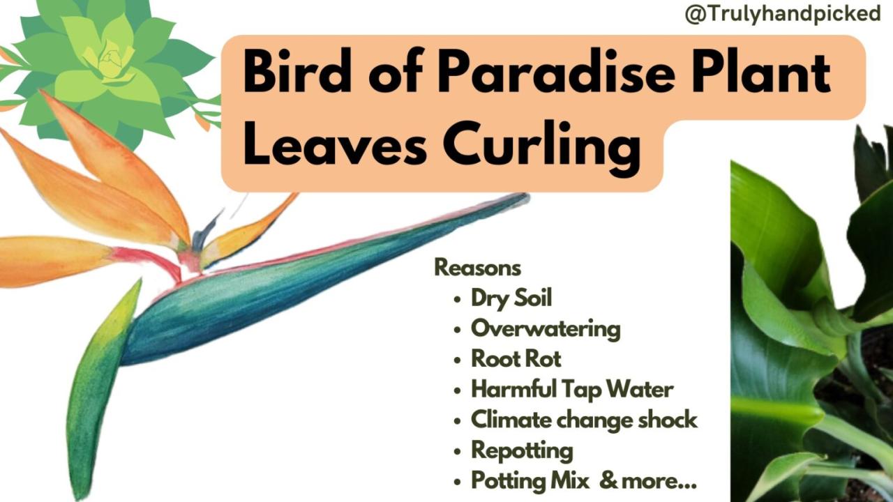 Paradise leaves bird curling brown splitting stalks comments plantclinic