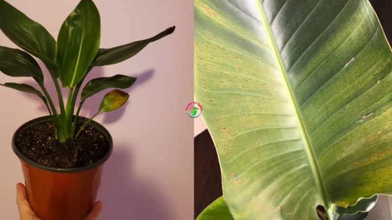 Bird paradise yellow gold strelitzia plant plants seeds mandela reginae kirstenbosch rare