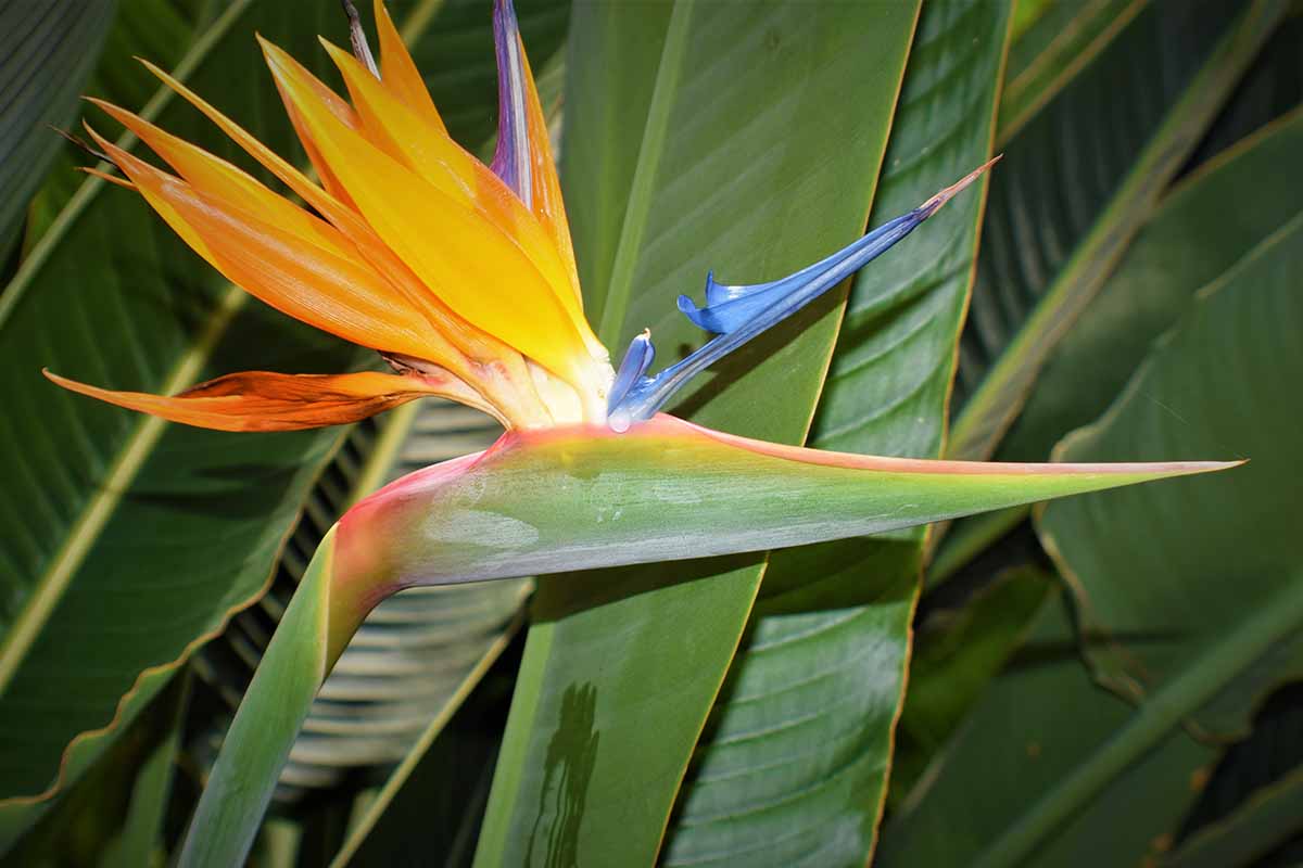 Yellowing Bird Of Paradise