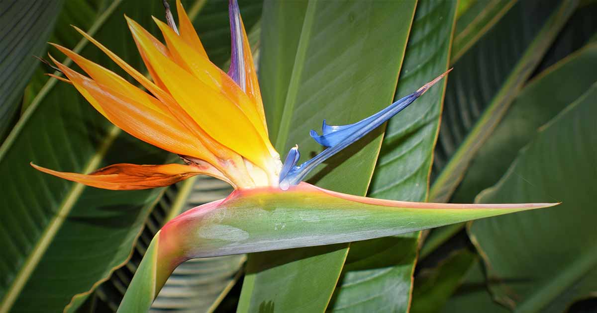 Birds Of Paradise Yellowing Leaves