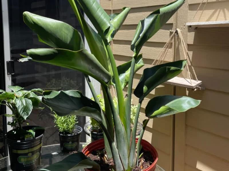 White Bird Of Paradise Leaves Curling