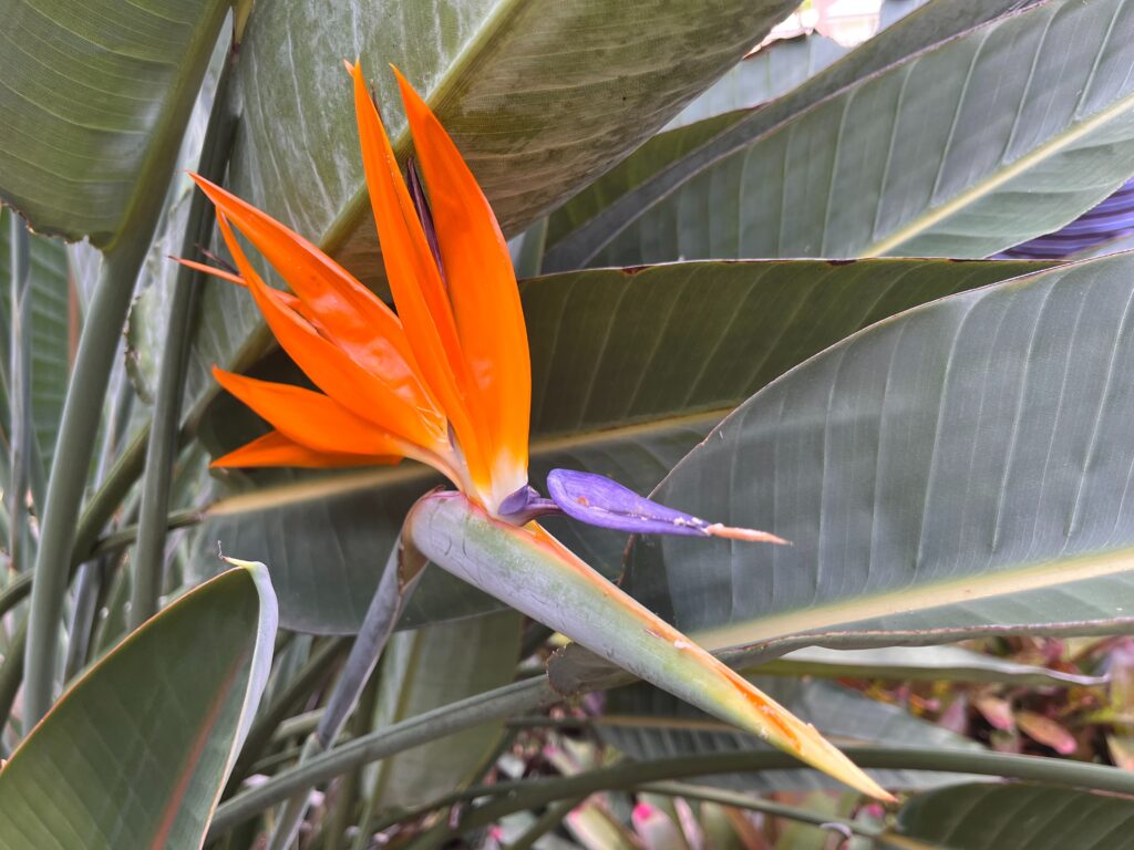 Bird Of Paradise Leaves Drooping