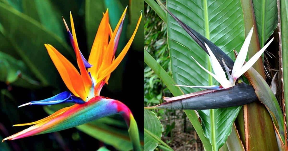 White Bird Of Paradise Leaves Curling