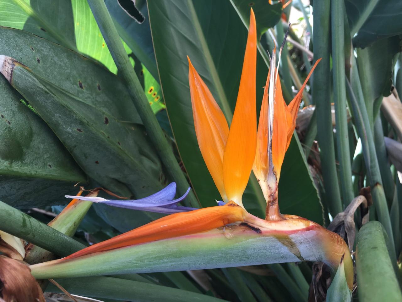 Bird Of Paradise Leaves Turning Brown And Curling