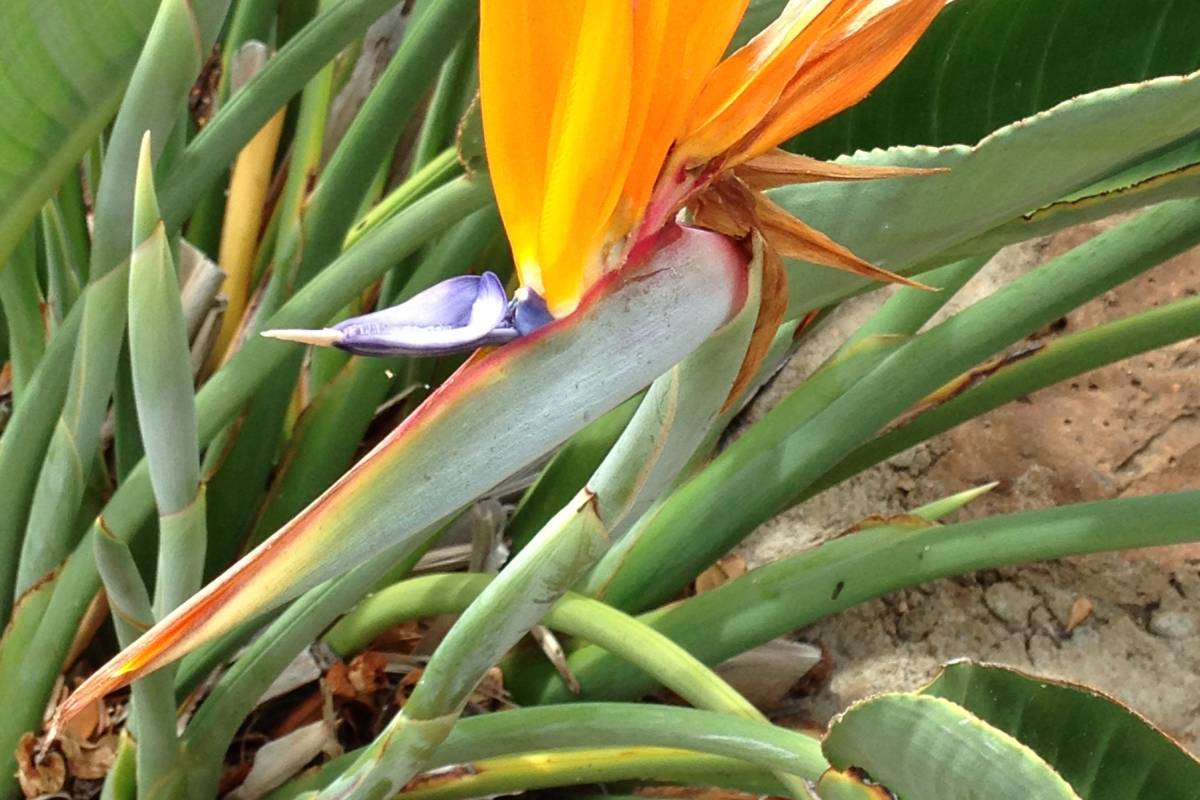 Bird Of Paradise Leaves Drooping