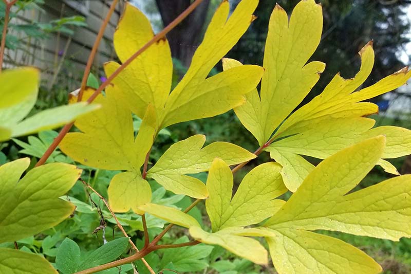 Bleeding Heart Yellow Foliage