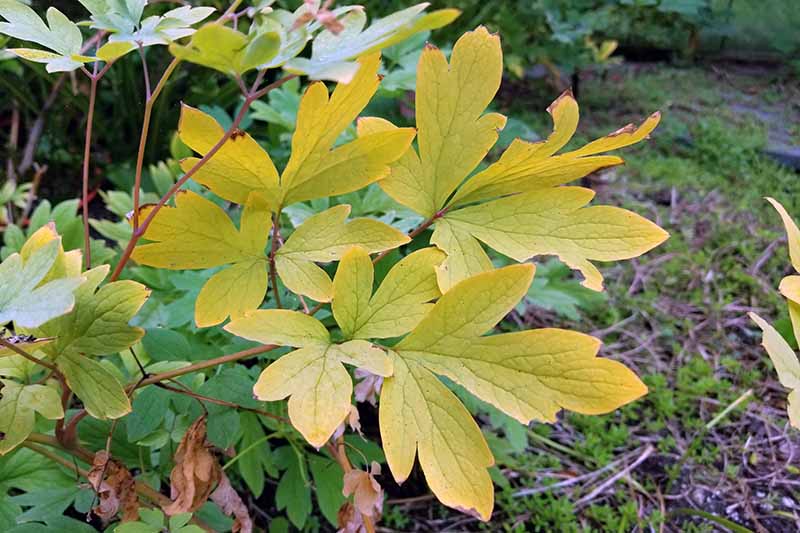 Bleeding Heart Turning Yellow