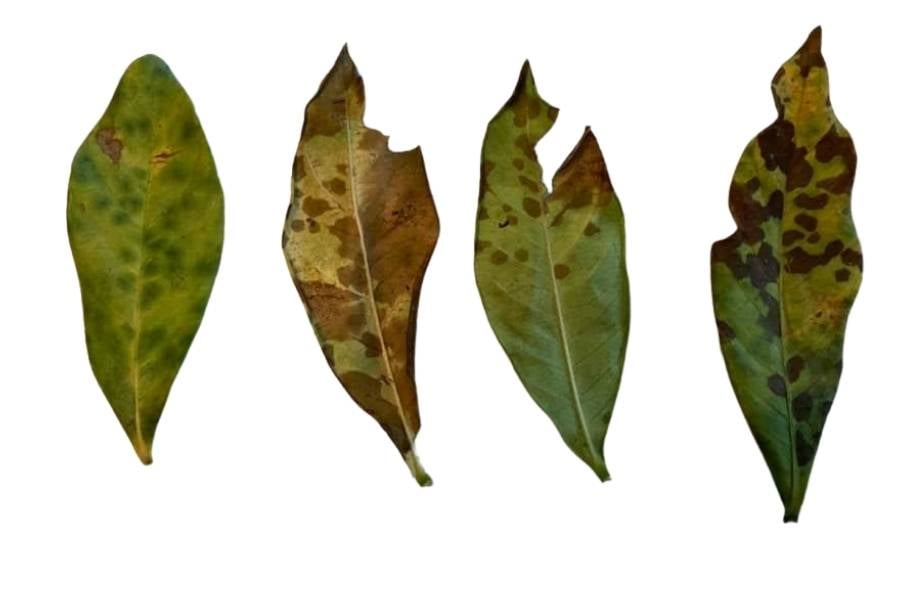 Brown Leaves On Gardenia