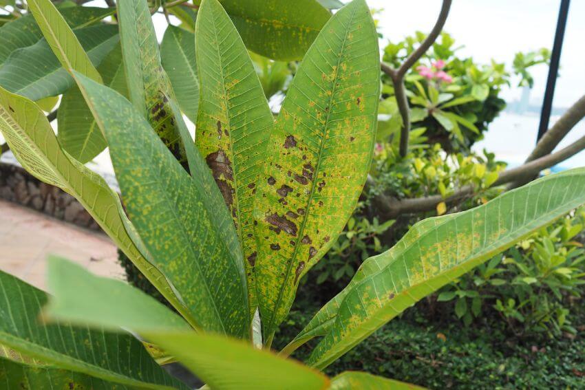 Plumeria Brown Spots On Leaves