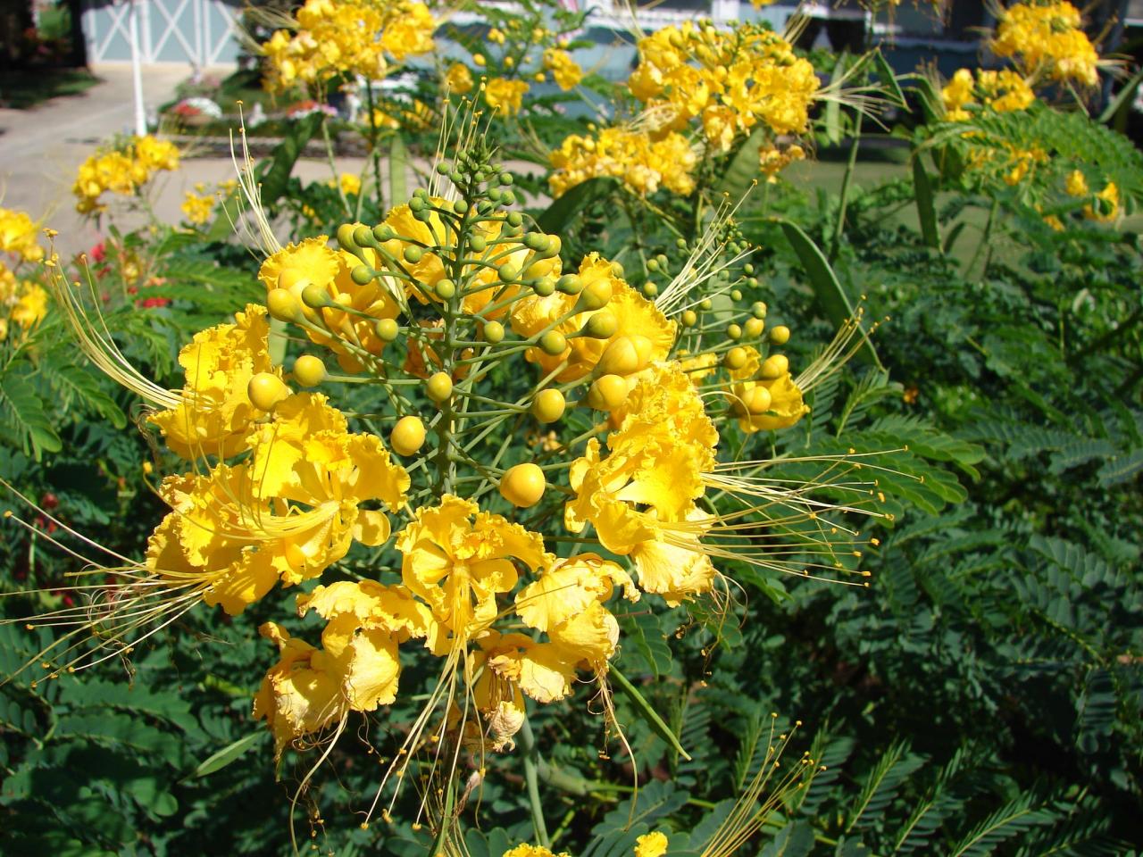 Mexican Bird Of Paradise Yellow