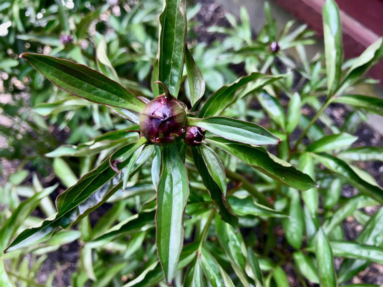 Leaf Curl On Peonies