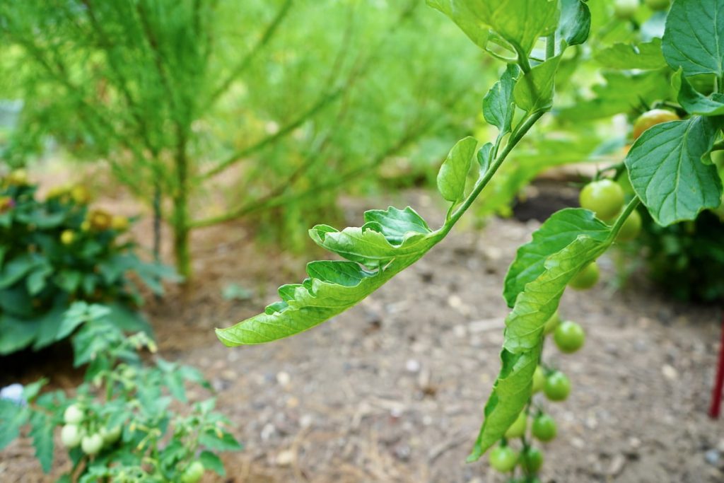 Leaves Curling Upwards