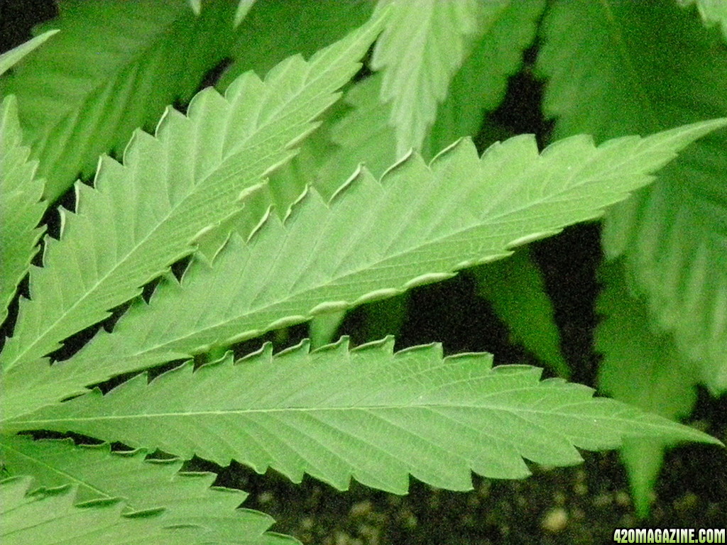 Serrated Leaf Edges Curling Up