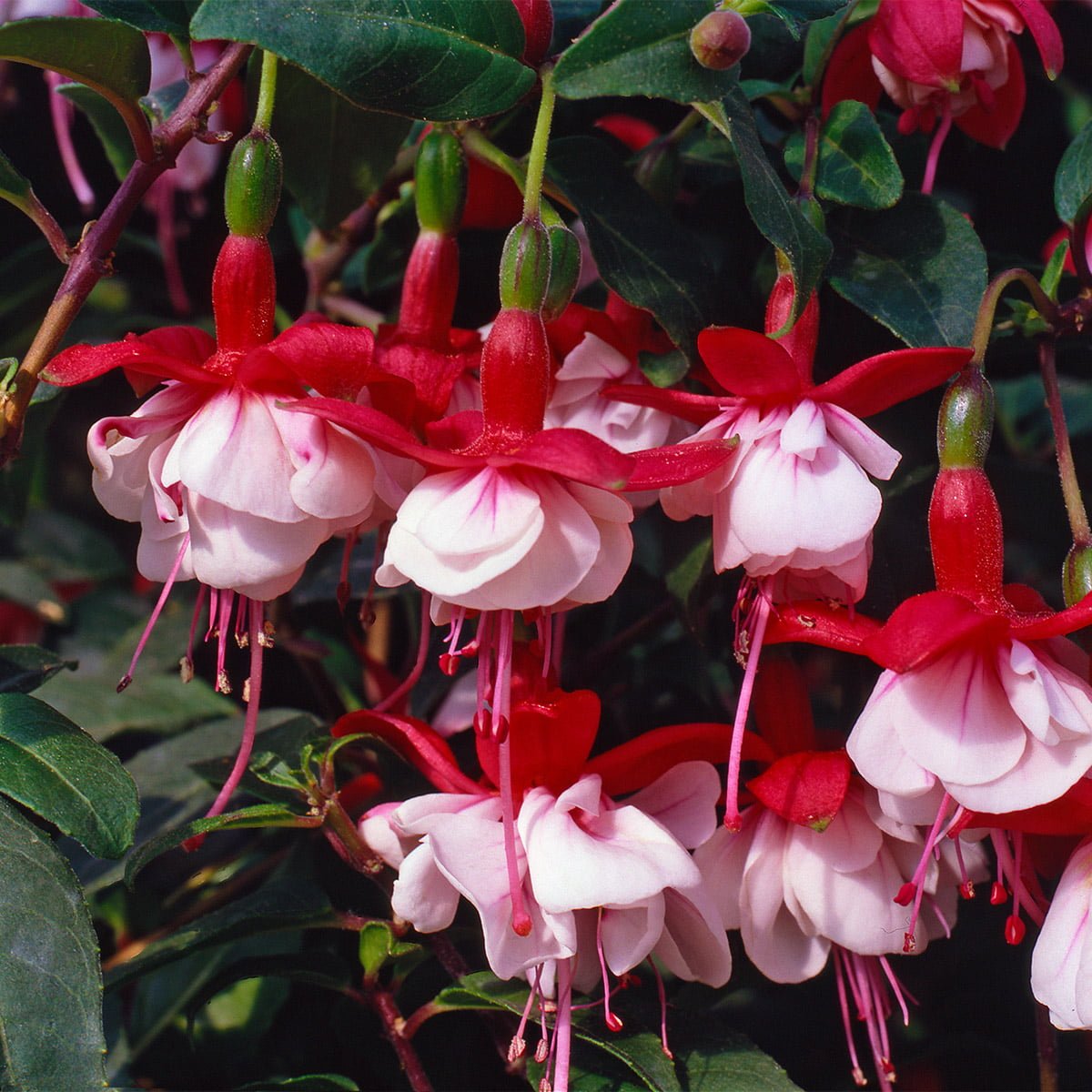 Hardy Fuchsia Yellow